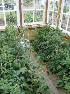 Tomatenblad verwijderen