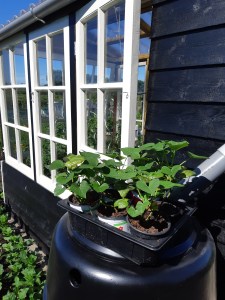 Zoete aardappel kweken