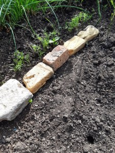 Muizen in de moestuin