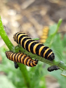 Rups van de Sint-Jacobsvlinder