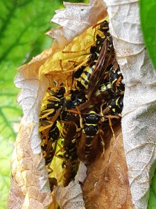 Schuilplaats beestjes in de tuin
