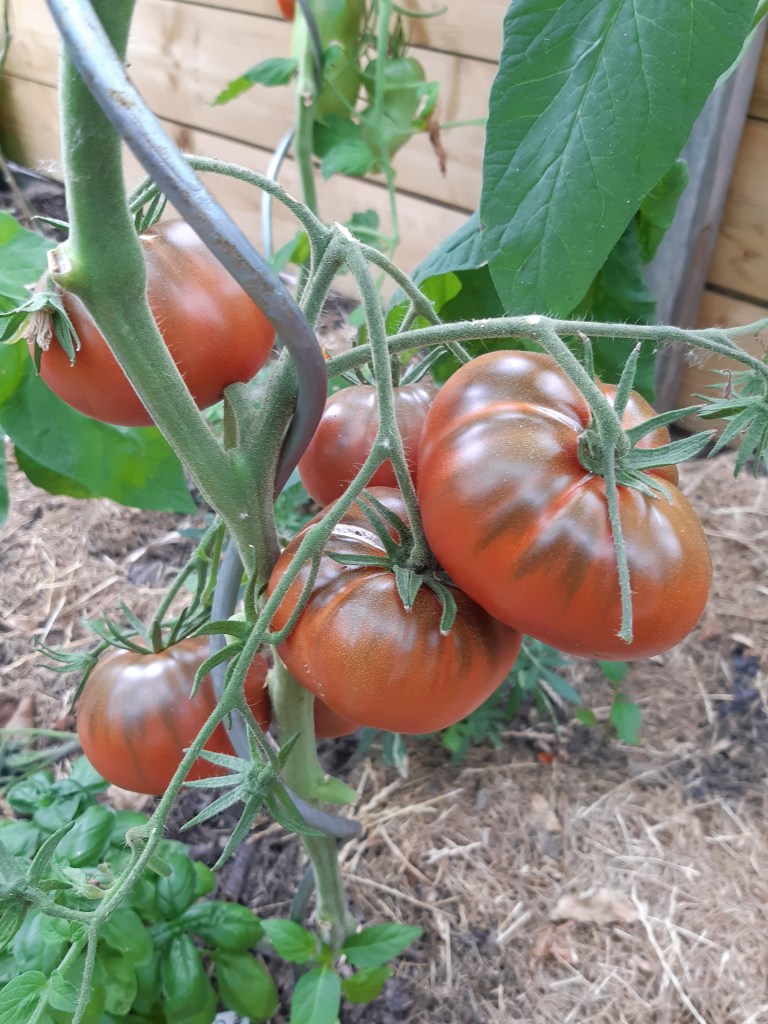 Tomaat Cherokee Chocolate