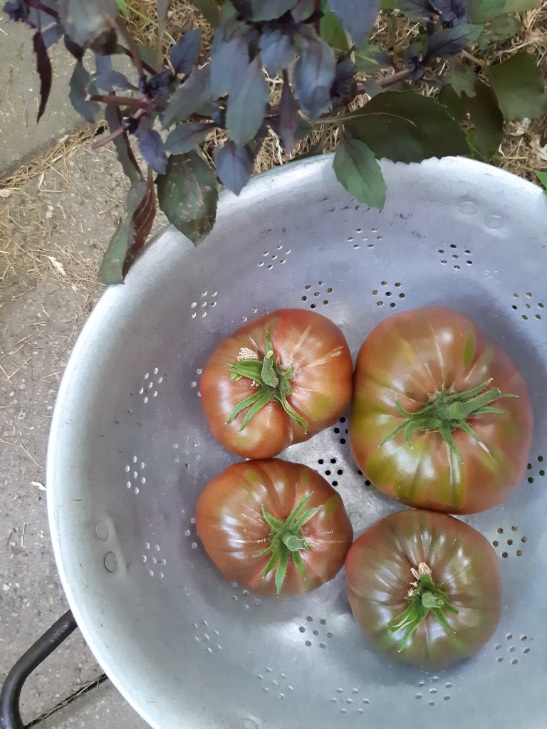 Tomaat Amazon Chocolate