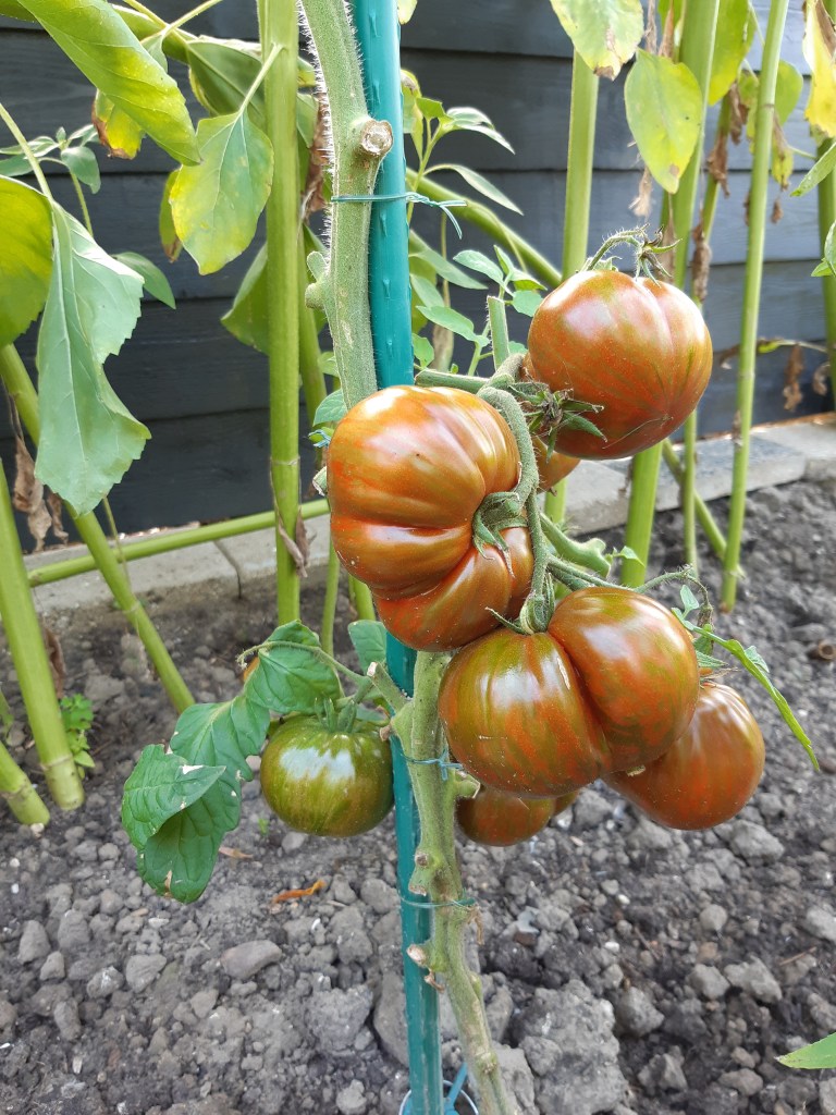 Tomaat Black & Red Boar