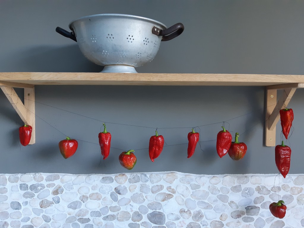 Paprika Osmarsko Kambe