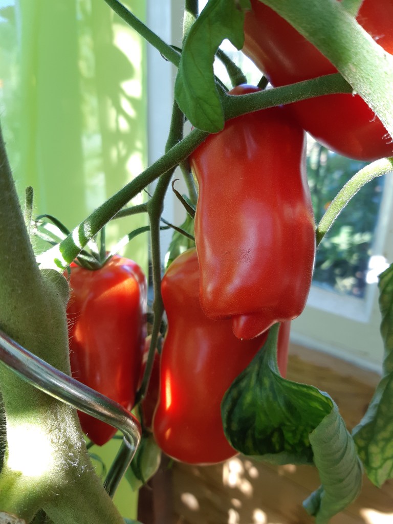 Tomaat Pomodore Banana Marino