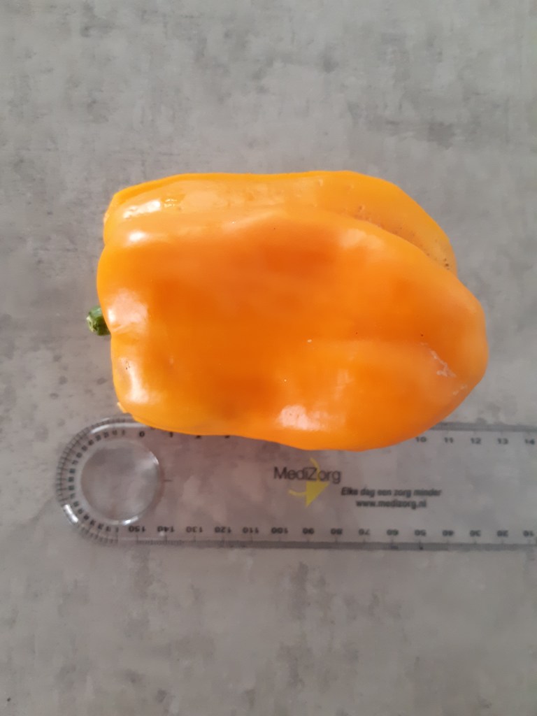 Paprika Yellow Elephant