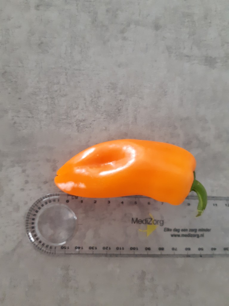 Paprika Capsicum Annuum