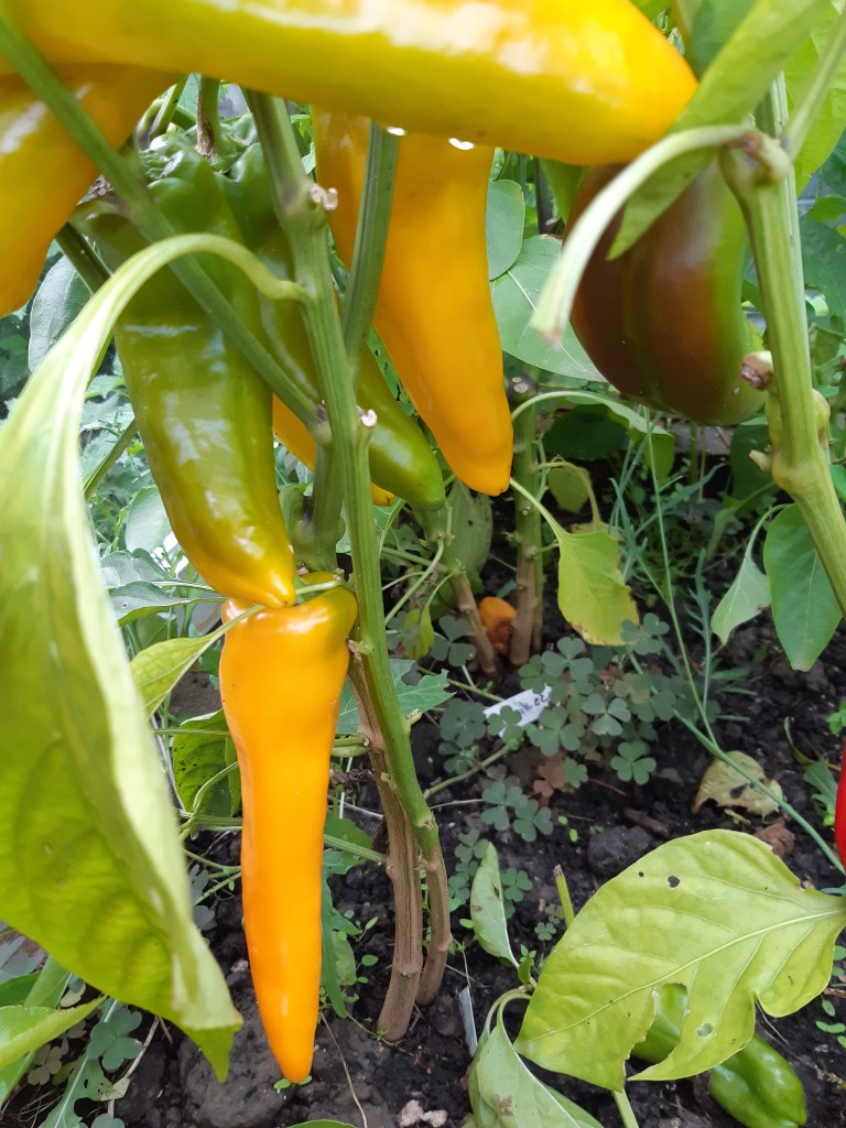 Paprika Golden Treasure