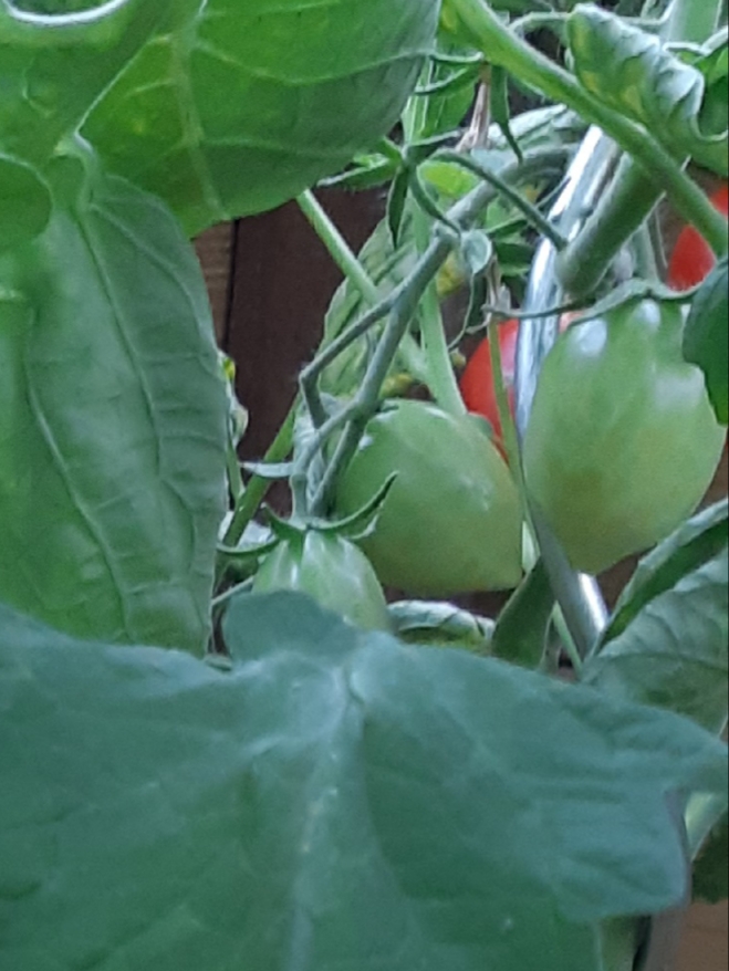 Tomaat Napoli A Fianchetto (onrijp)