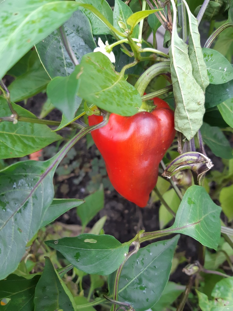 Paprika Macho