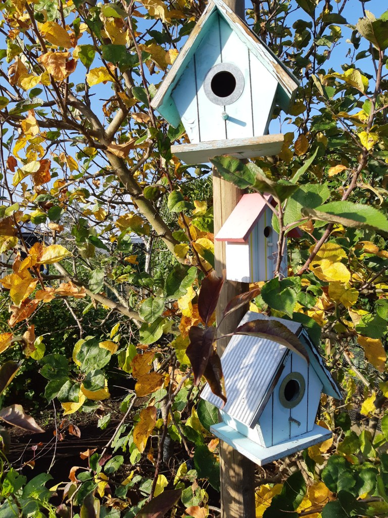De moestuin in de herfst