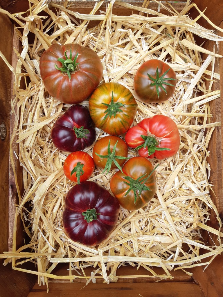 Tomaten