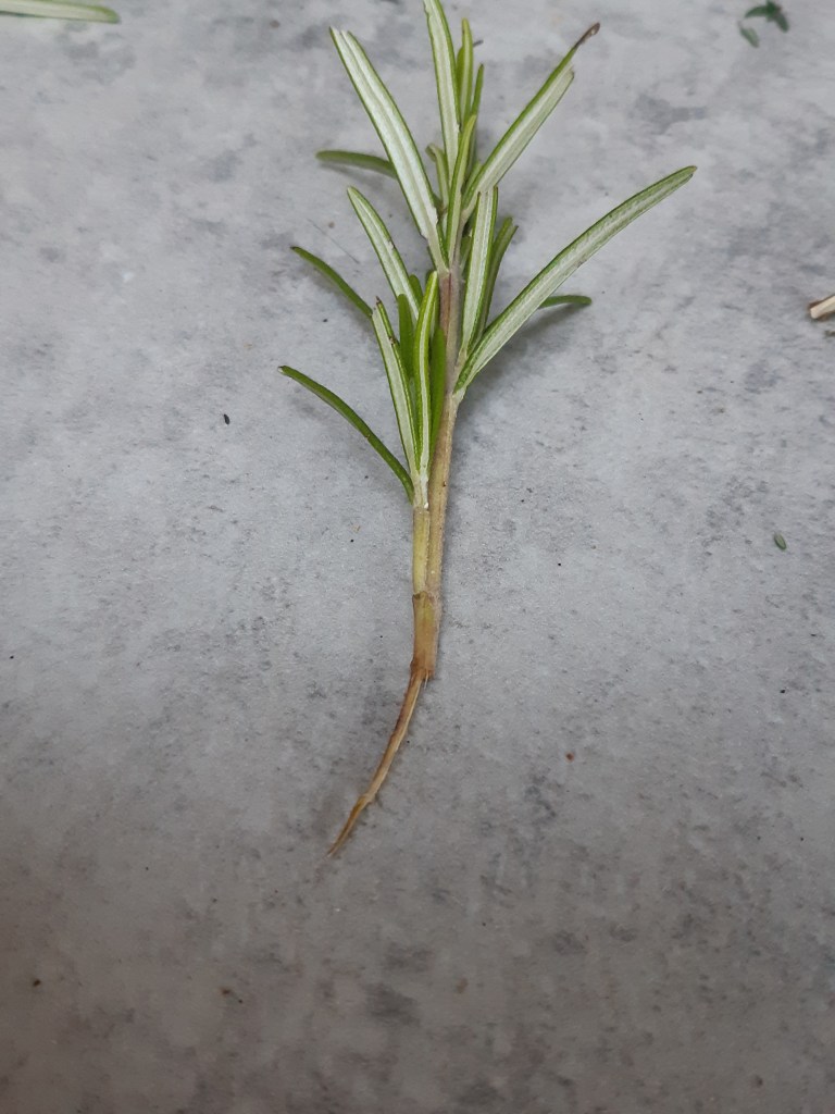 Kruiden stekken rozemarijn