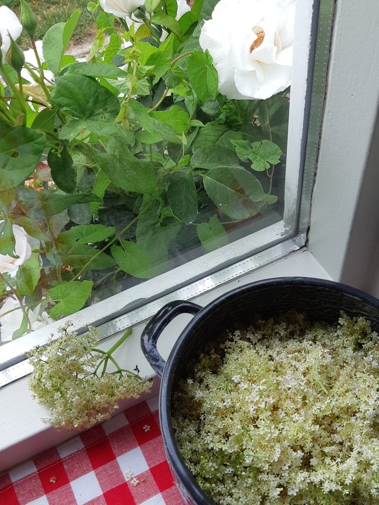 recept vlierbloesemsiroop maken