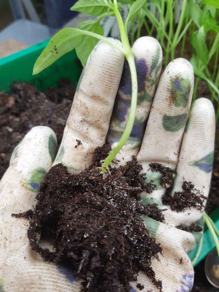 paprika en peper verspenen