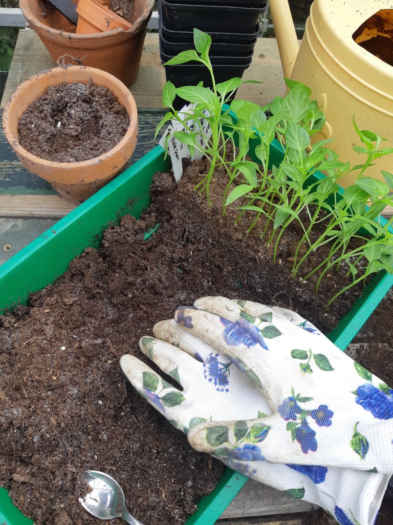 paprika en peper verspenen