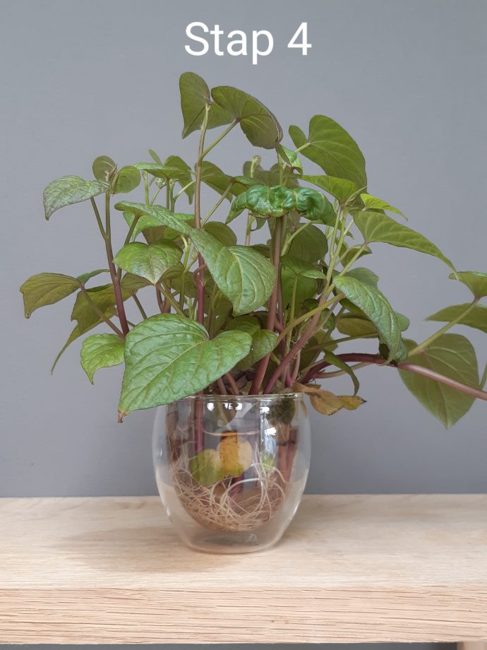 calmante pentru nervi pe baza de plante Magic Roll, cu plante BIO, pentru calmarea durerilor  LIFE CARE