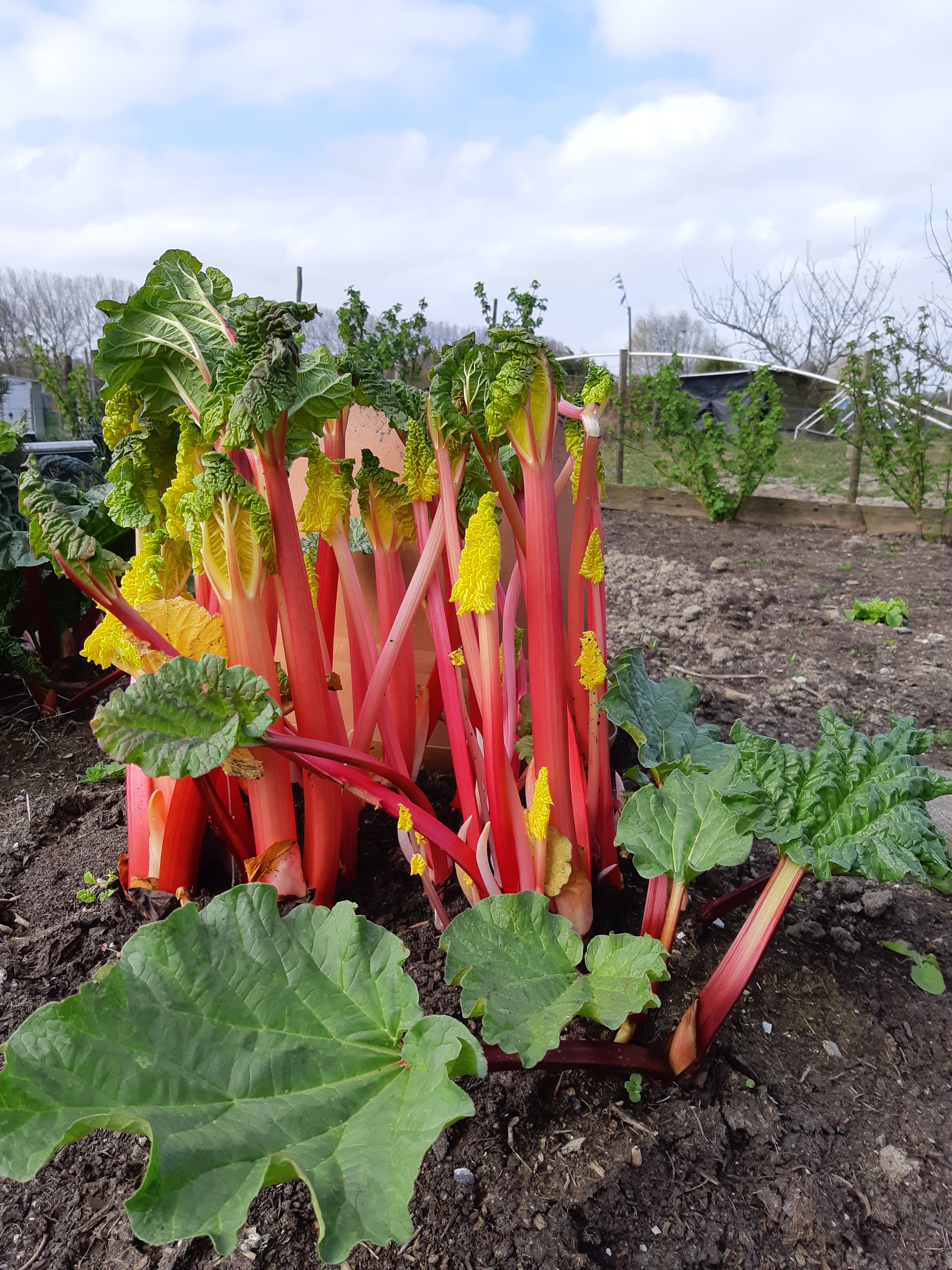 Rabarber voortrekken