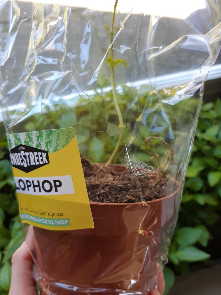 Hop kweken