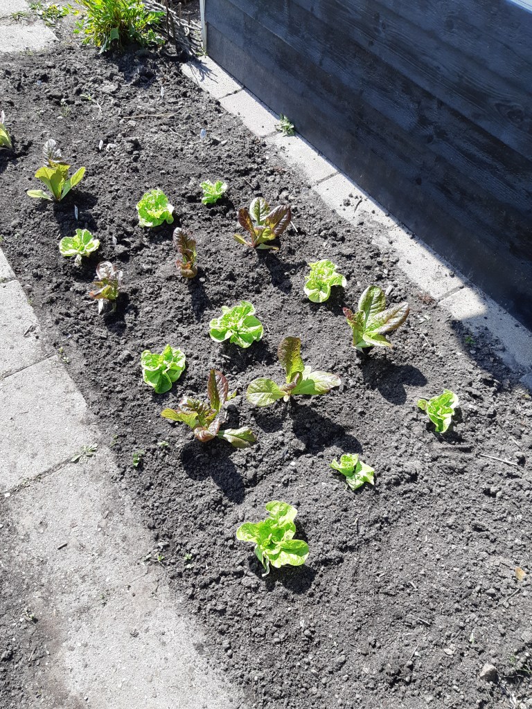 Zaailingen uitplanten