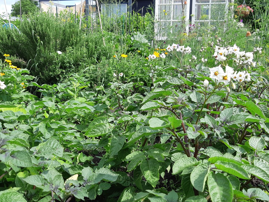 Aardappels en phythopththora