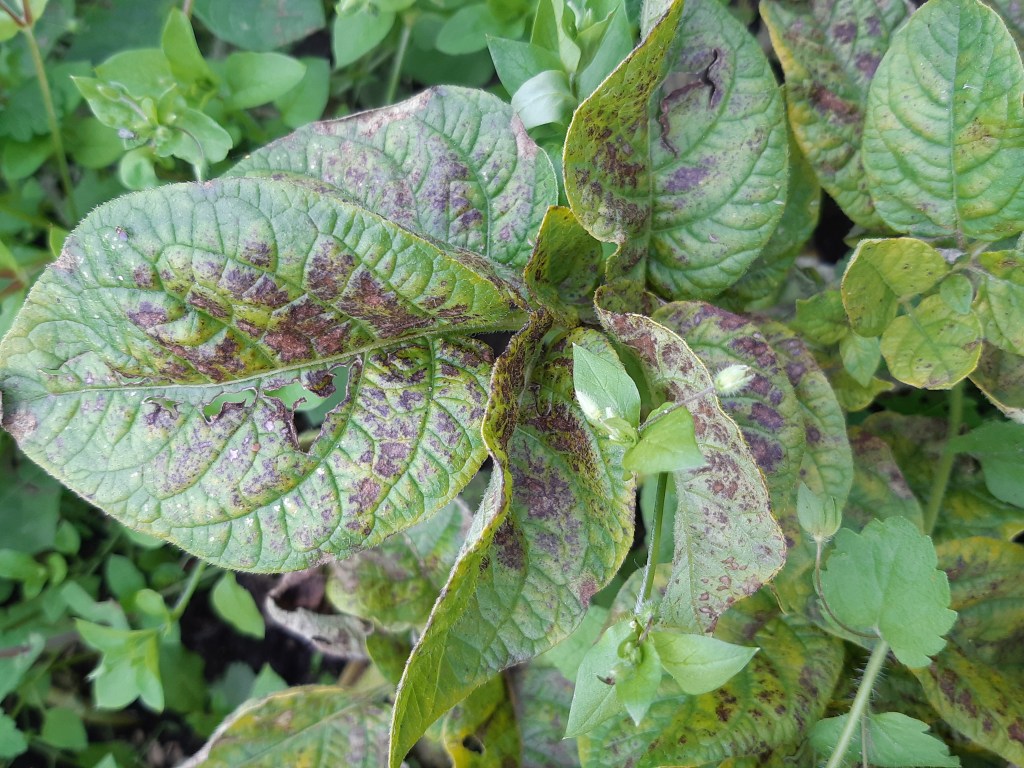 Phytophthora aardappels