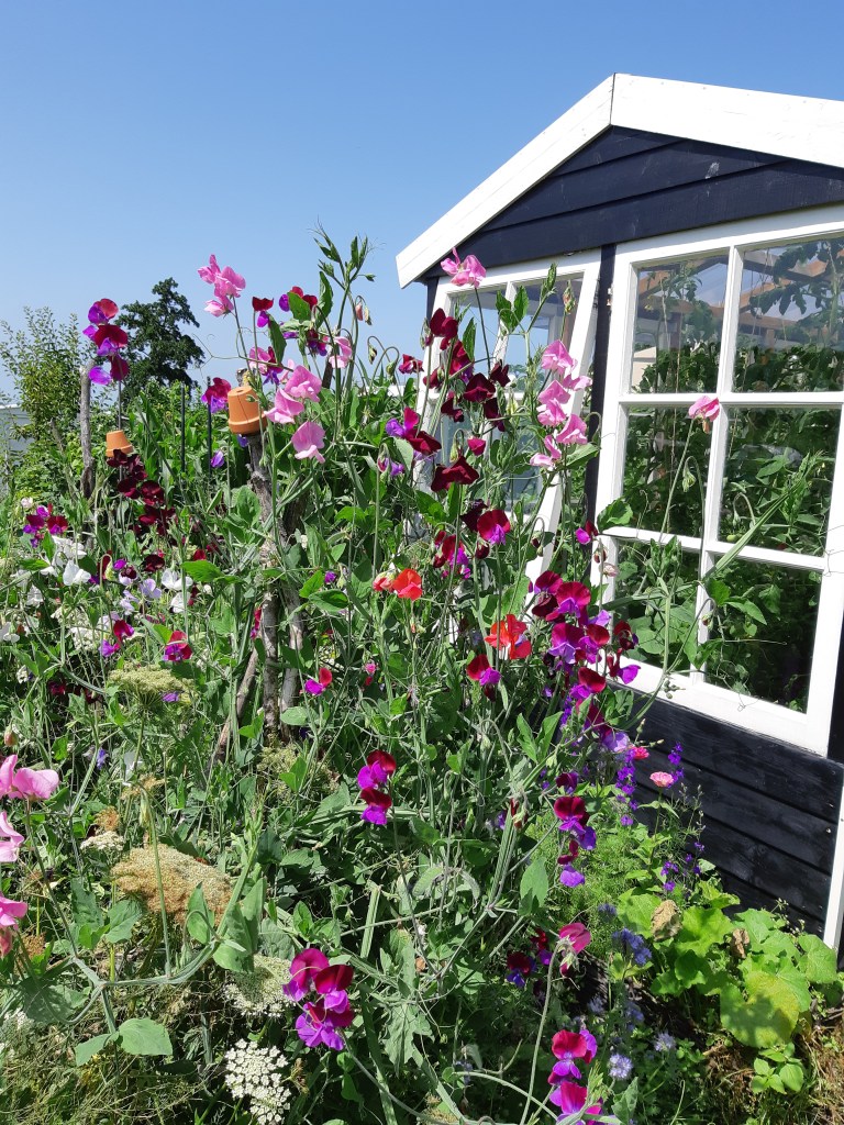 Moestuinkas met Lathyrus