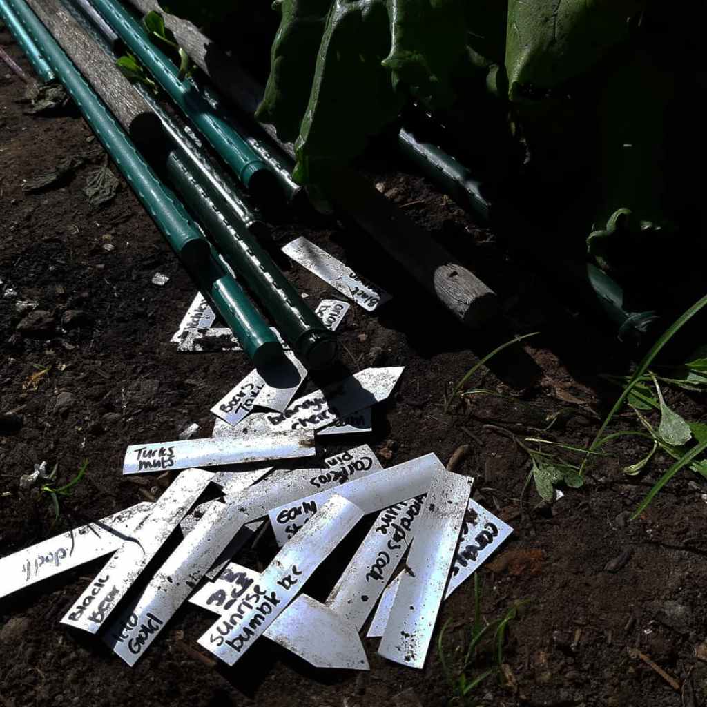 Phytophthora tomaten