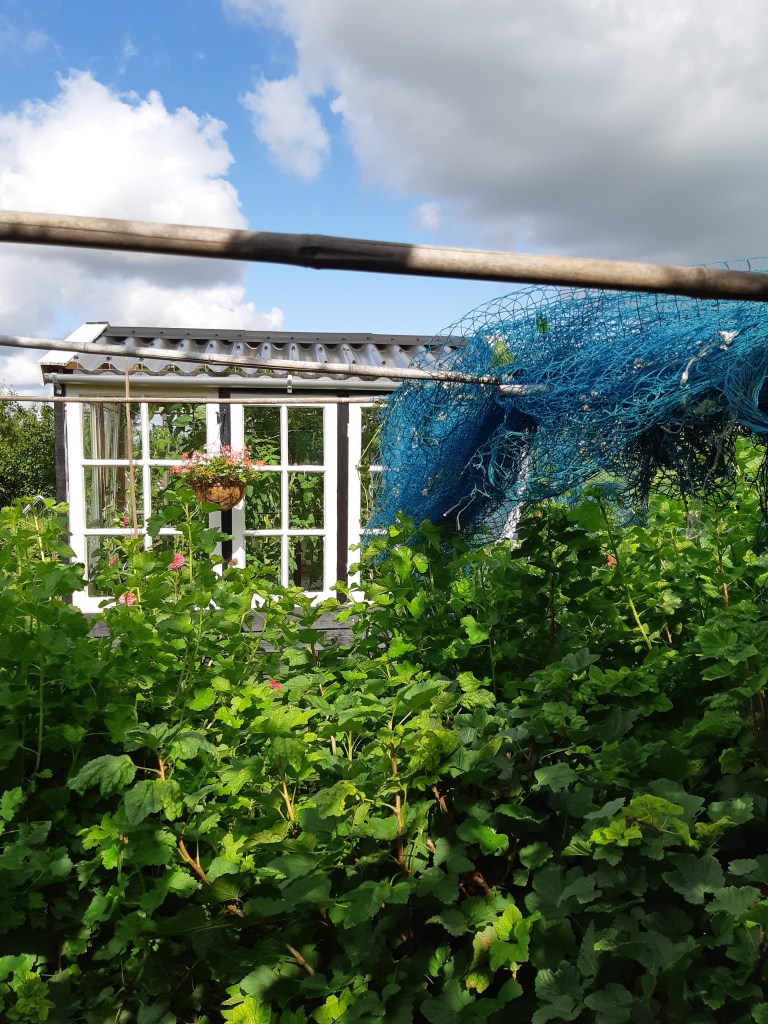 Vogelnetten opruimen