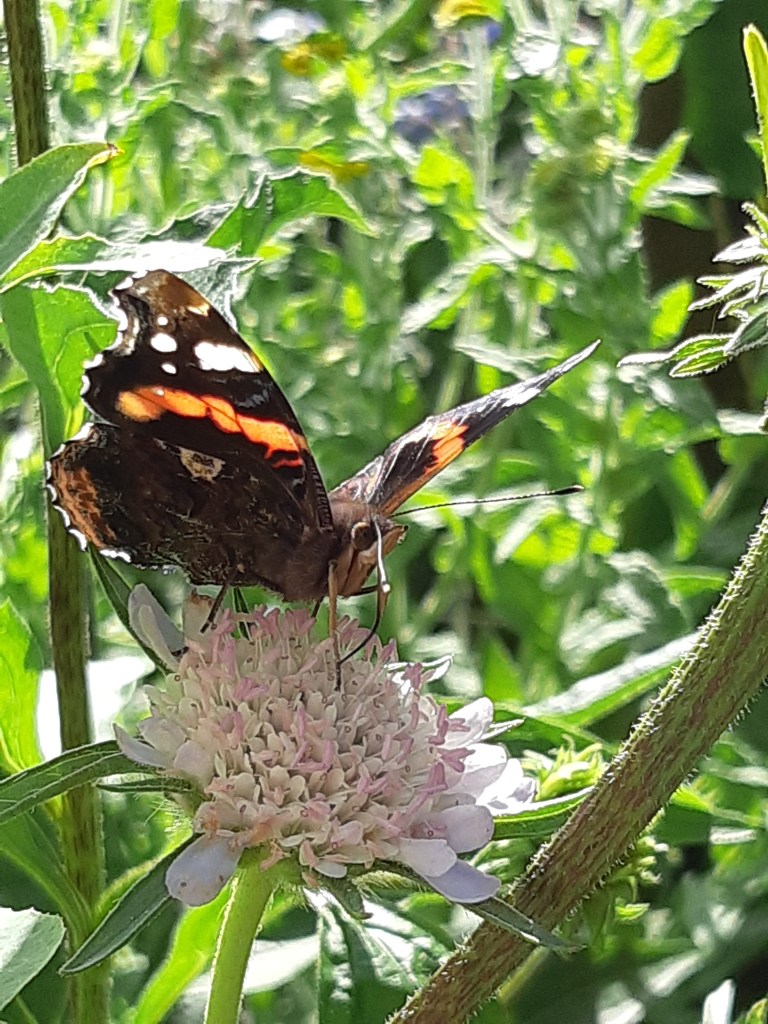 Scabiosa (Duifkruid)