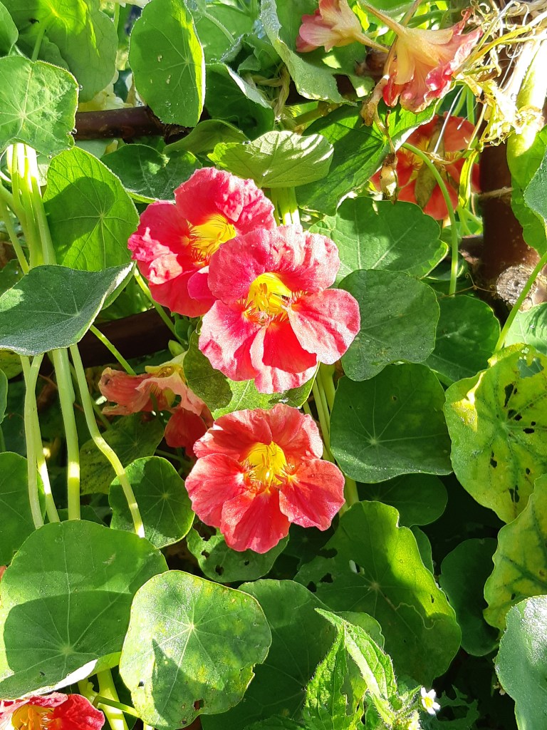 Tropaeolum Majus Caribbean Cocktail