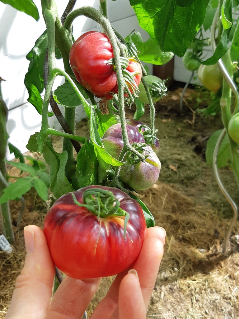 Tomaat Amethyst Jewel