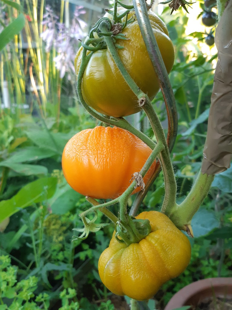 Tomaat Bull's Heart Orange