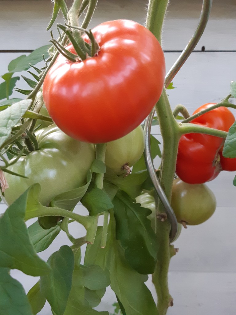 Tomaat Gigant Krasnij