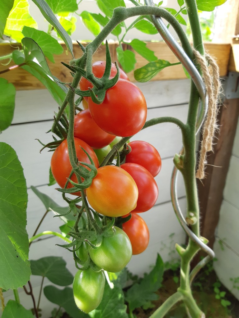 Tomaat Pink Ponderossa