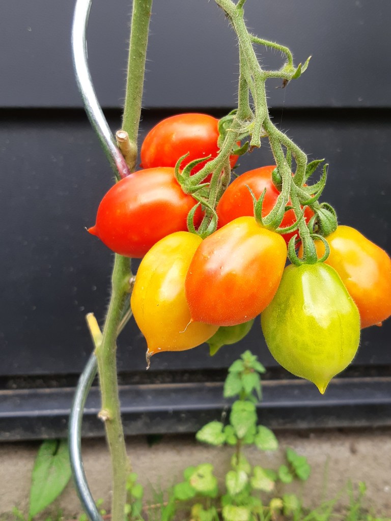 Tomaat Mount Vesuvius