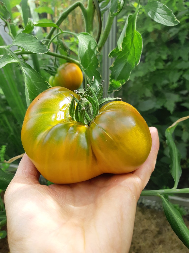 Tomaat Malakitatovaya Shkatulka