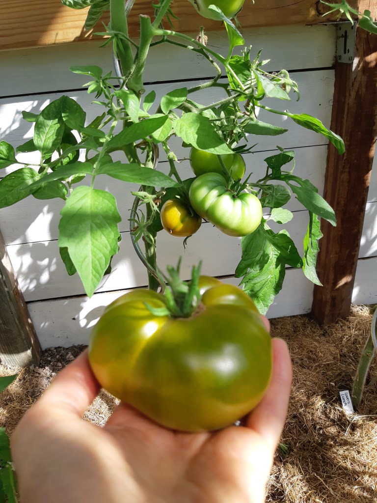 Tomaat Cherokee Green