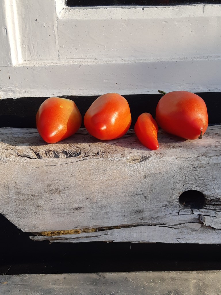 Tomatenoogst