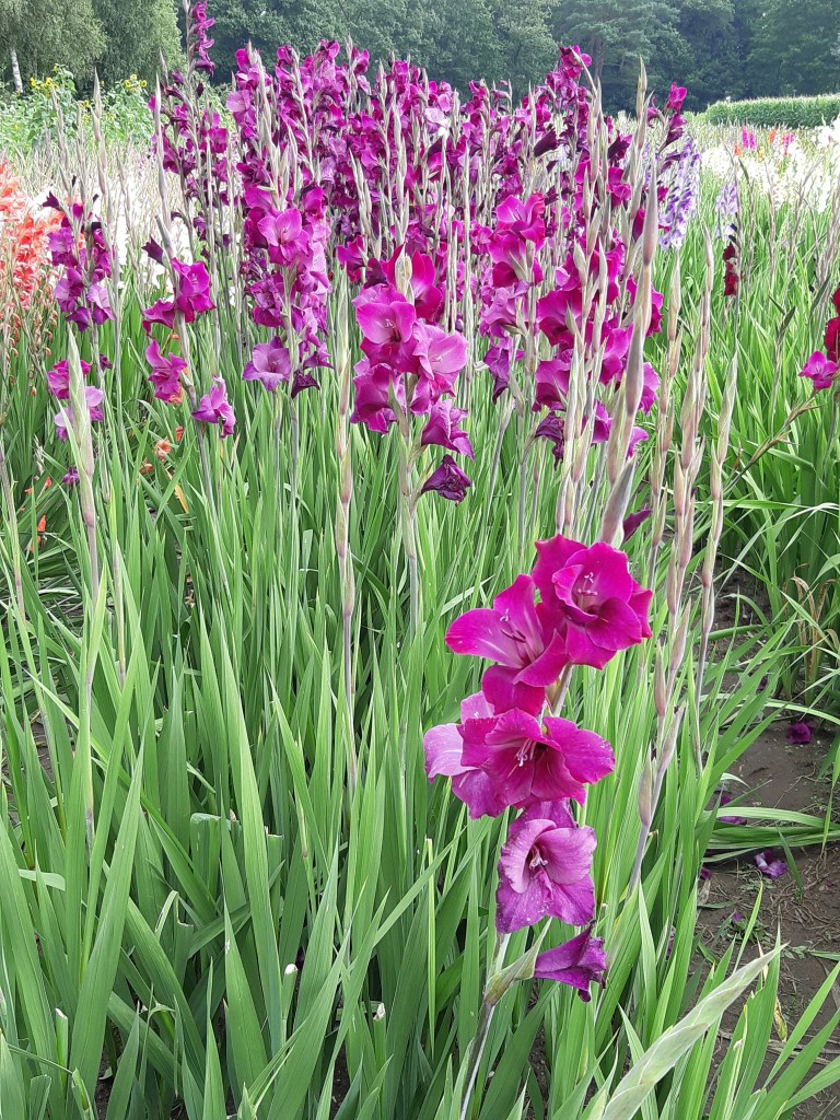 Gladiolenveld