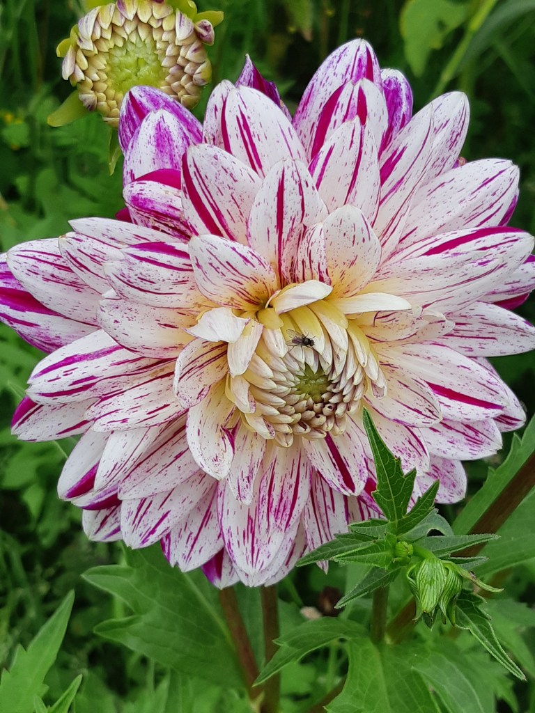 Dahlia Avignon