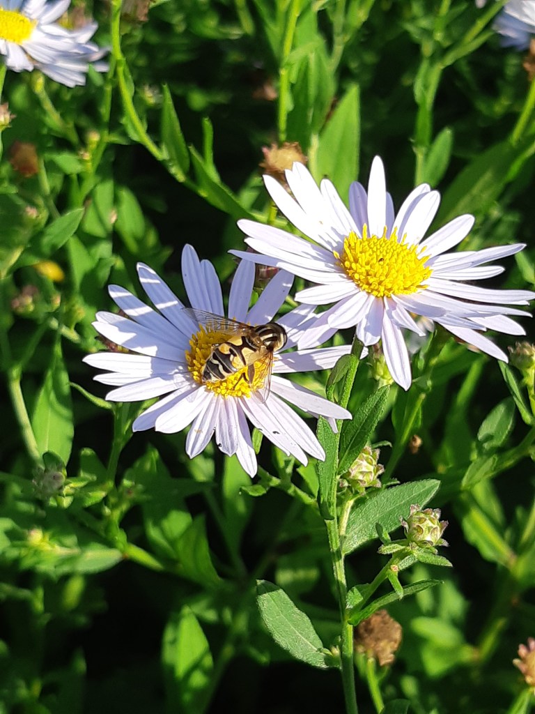 Aster Amellus