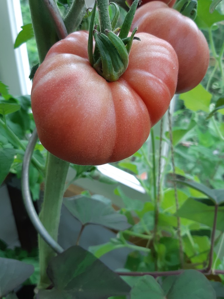Tomaat Cherokee Rose