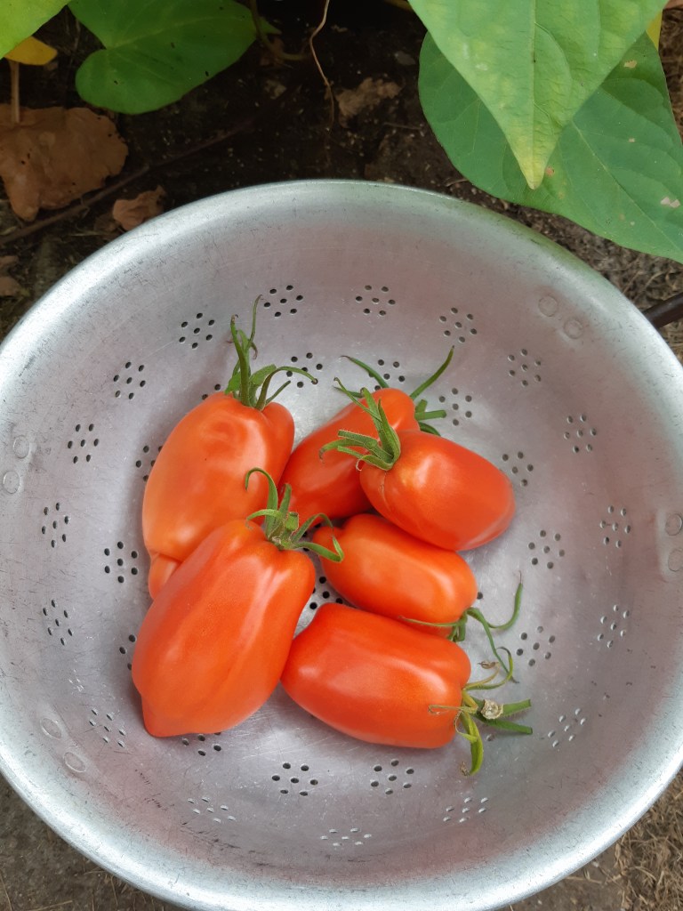 Tomaat Howard German