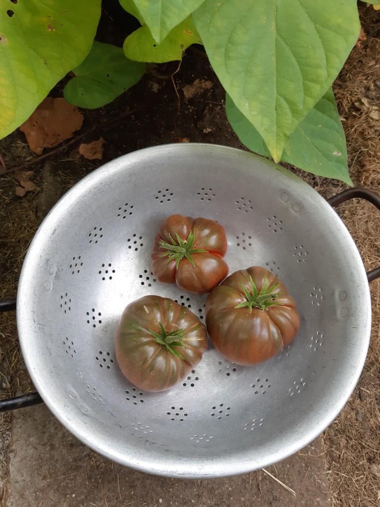 Tomaat True Black Brandywine