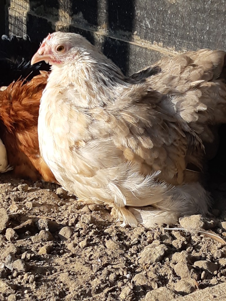 Nieuwe kippen toevoegen