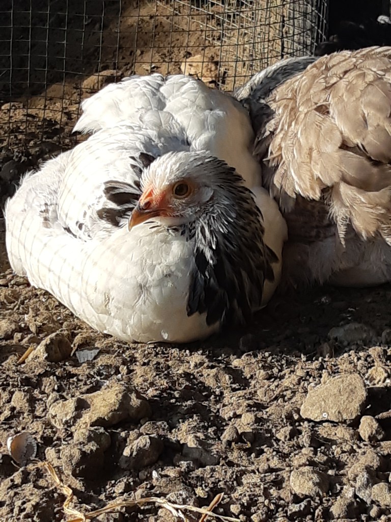 Nieuwe kippen toevoegen