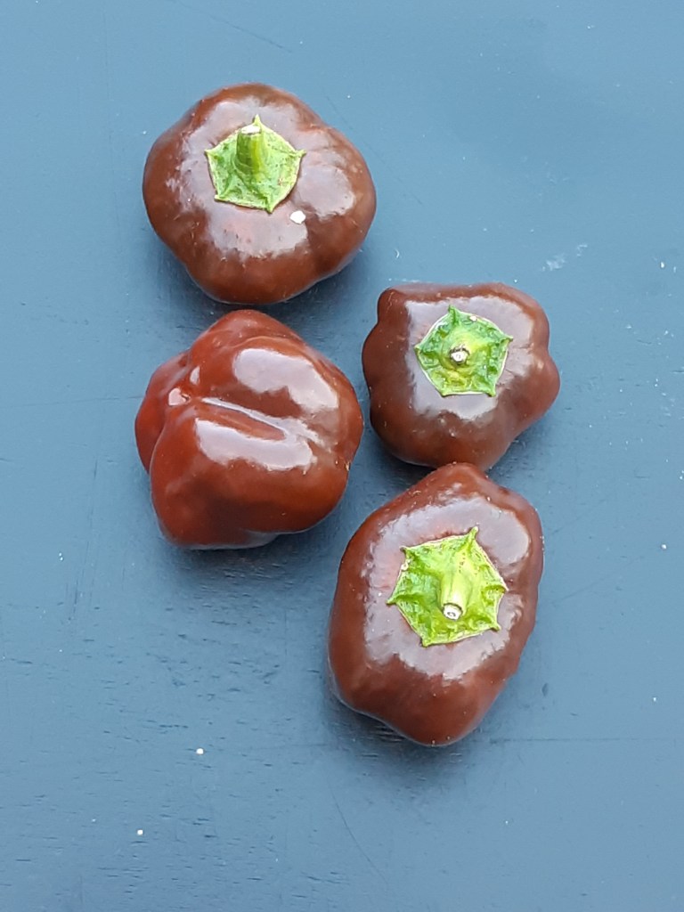 Paprika Mini Chocolate Bell