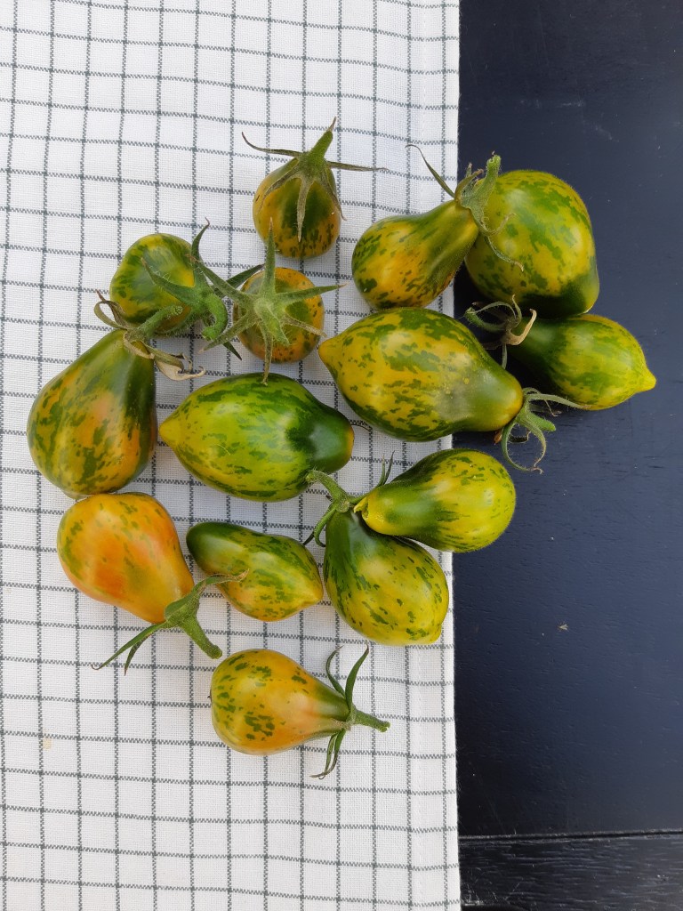 Tomaat Michael Pollan